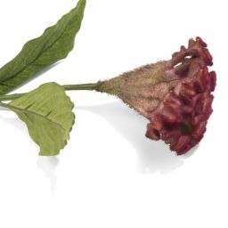 Dekoracija, Celosia