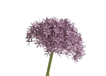 Dekoracija, Alium Spray