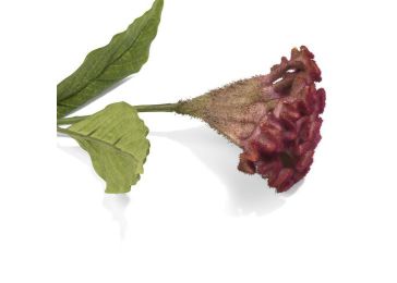 Dekoracija, Celosia