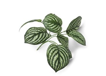 Dekoracija, Peperomia bush